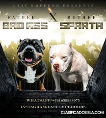 American Pocket Bully cachorros