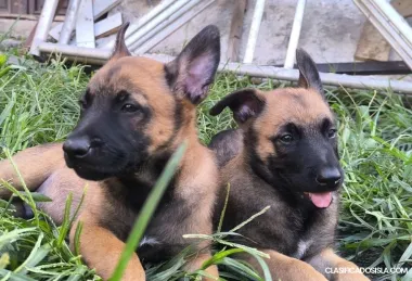 Pastor belga malinois cachorros