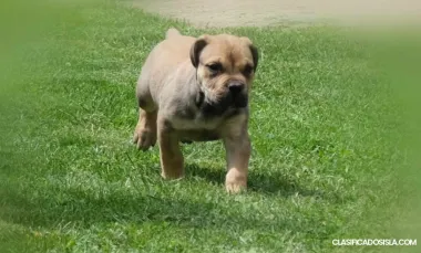 Mastín Sudafricano Boerboel cachorros