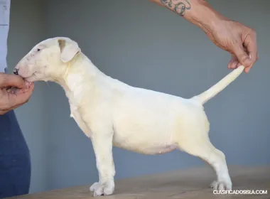 bull terrier estándar cachorros