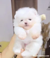 Spitz de Pomerania cachorros