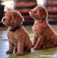 Caniche miniatura cachorros