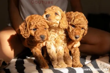 Caniche Enano ROJO cachorros en venta