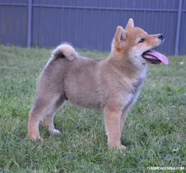 Shiba Inu cachorros