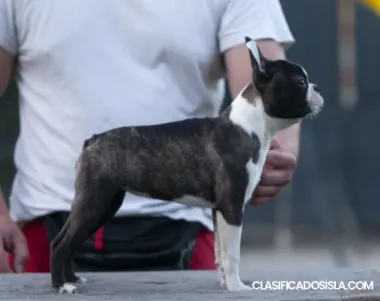 terrier de boston cachorros en venta