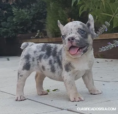 BULLDOG FRANCÉS - colores exóticos