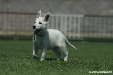 Pastor Blanco Suizo cachorros