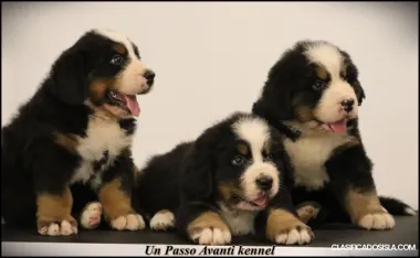 Perro de montaña de Bernese cachorros