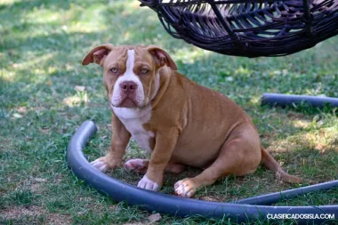 American Bully cachorros en venta