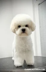 Bichón frisé cachorra hembra