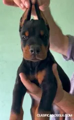 Cachorros Doberman  en venta