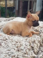 Chihuahuas mini de calidad extra