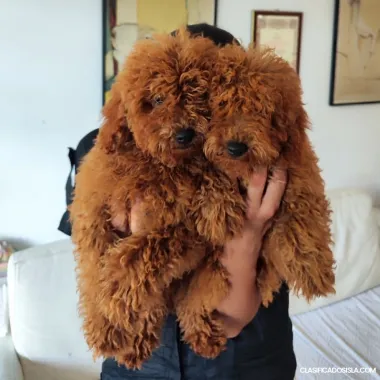 Cachorros de caniche miniatura rojo