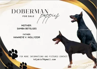 Cachorros DOBERMAN