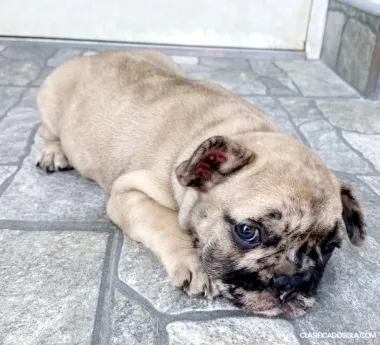 Bulldog Francés cachorro