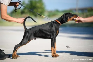 Doberman cachorros