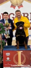 Rottweiler