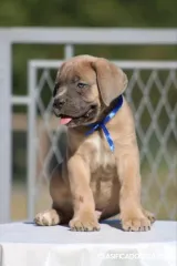 Cachorros de Cane Corso 