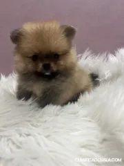 Cachorros Pomerania BOO