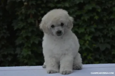 Caniches miniatura blancos