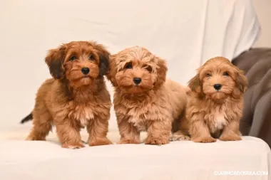 Cachorros Bichón Habanero