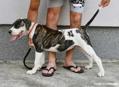Cachorros de bulldog americano