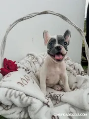 Bulldog Francés