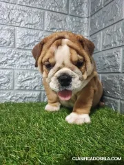 Bulldog inglés