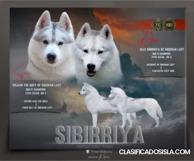 Cachorros de husky siberiano