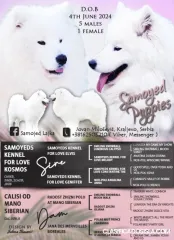 Cachorros Samoyedo en venta