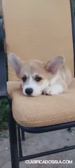 Pembroke Welsh Corgi cachorros