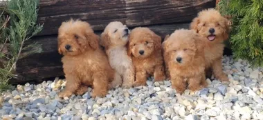 Caniches y cachorros maltipoo