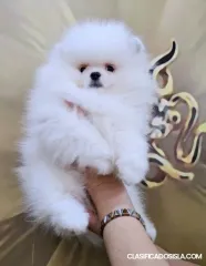 Cachorros de Pomerania Spitz blanco