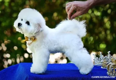 Bichón Frisé cachorro en venta