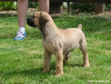 Boerboel (Mastín Sudafricano) cachorros