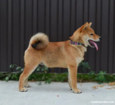 Cachorros de Shiba Inu
