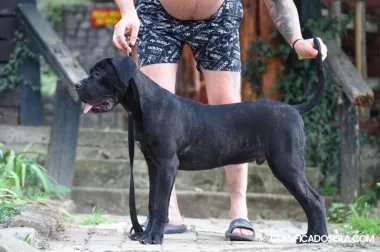 Cane Corso cachorro macho