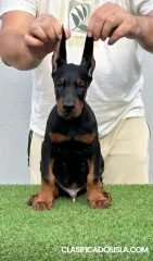 Doberman cachorros en venta