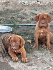 Dogo de Burdeos cachorros