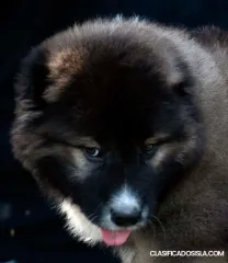 Pastor Caucásico cachorros