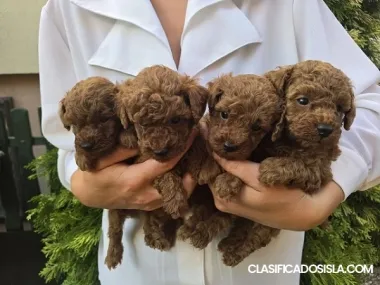TOY Red Poodles - cachorros a la venta