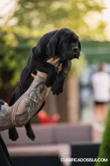 Cachorros de Cane Corso