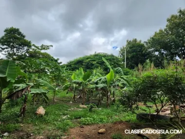 Finca con frutos y estructura