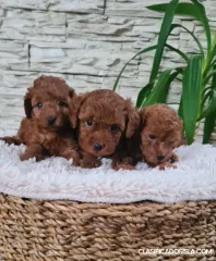 Caniche toy rojo cachorros en venta