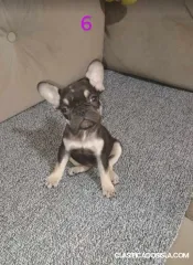 Cachorros de bulldog francés