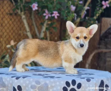 Welsh Corgi Pembroke cachorros en venta