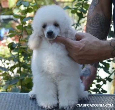 Cachorros de caniche miniatura blanco