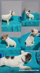 Bulldog Francés cachorros en venta