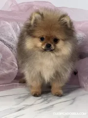 Cachorros Pomerania Spitz