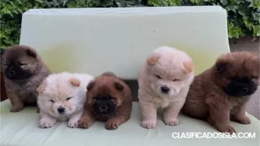 Chow Chow cachorros en venta